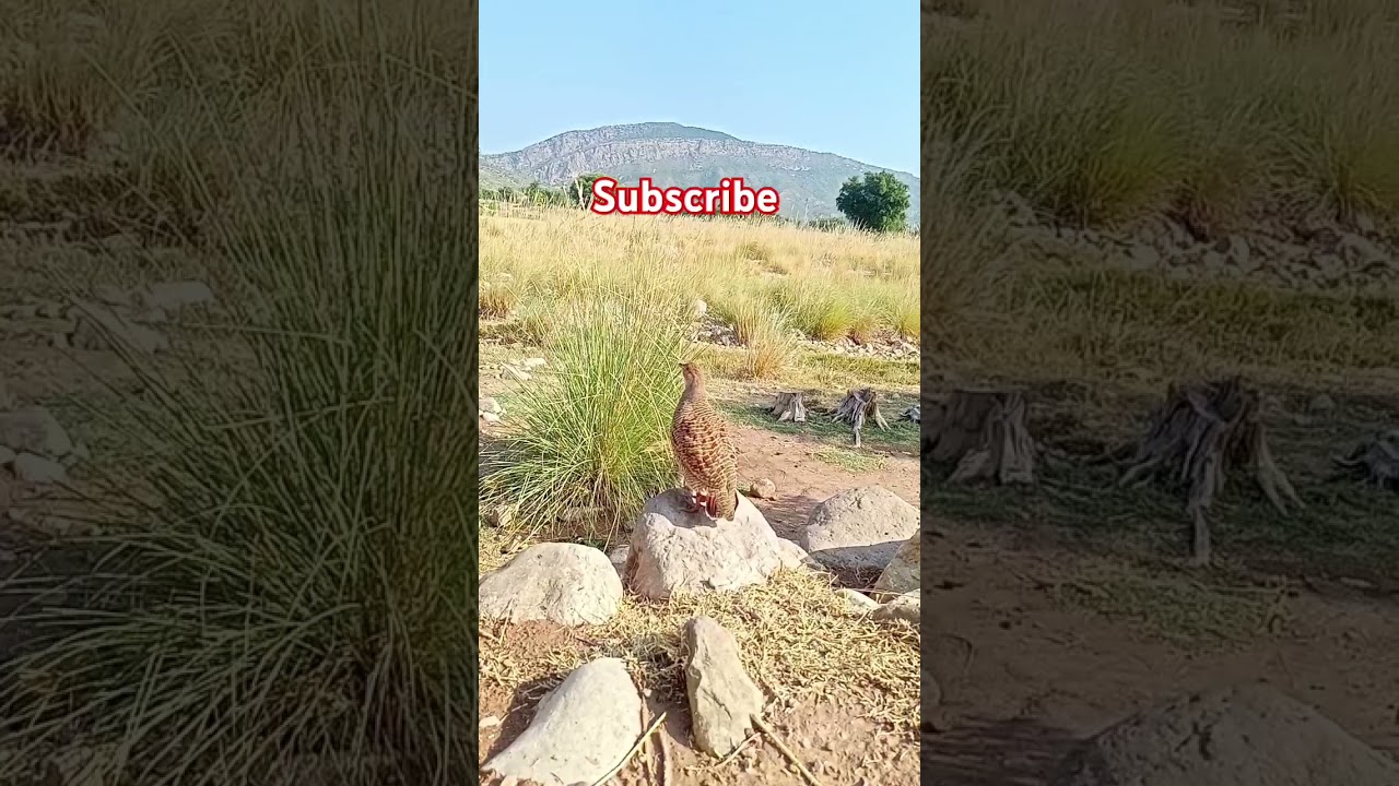 teetar ki awaz Gray francolin voice 