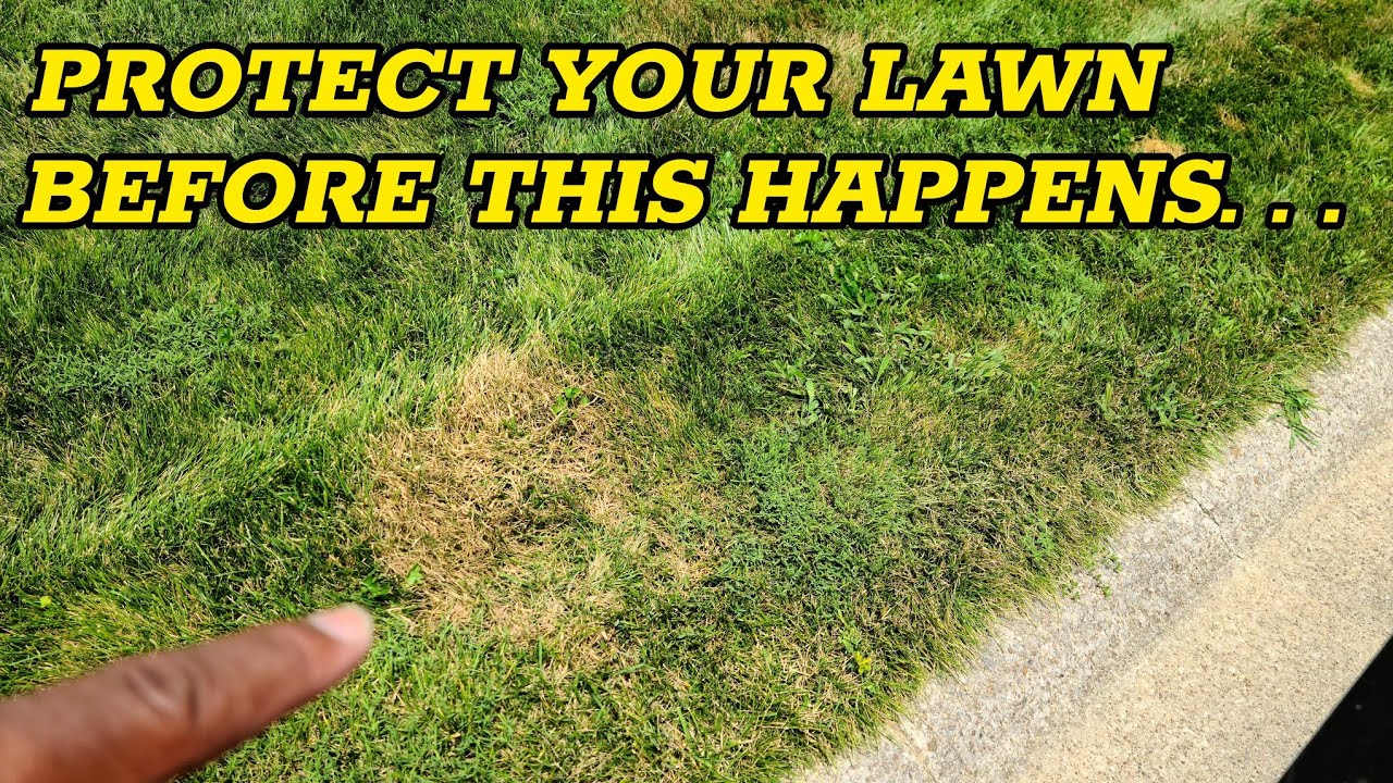 How to protect your lawn from fungus