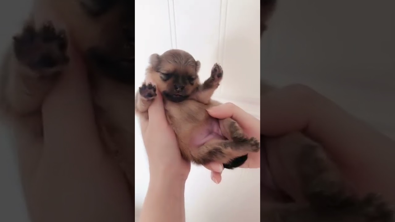 What The Cute & Funny Lovely Puppy #short#0554