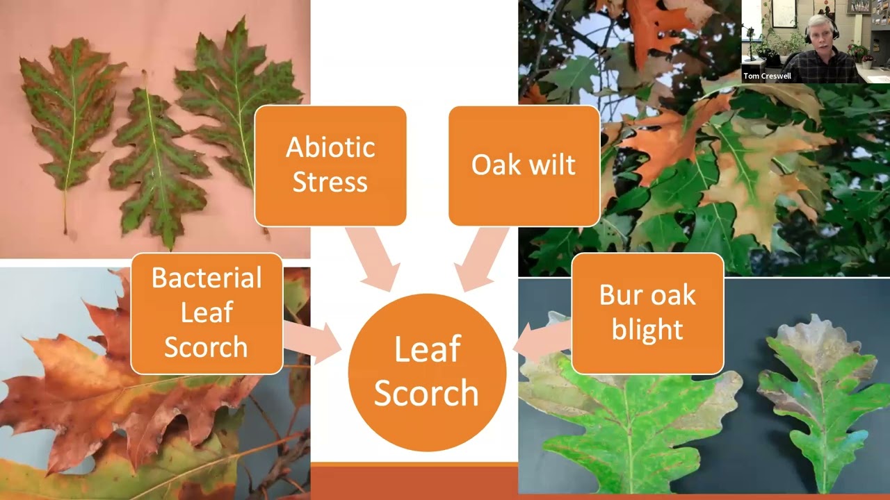 Diseases in Disguise: Difficult to Diagnose Landscape Problems