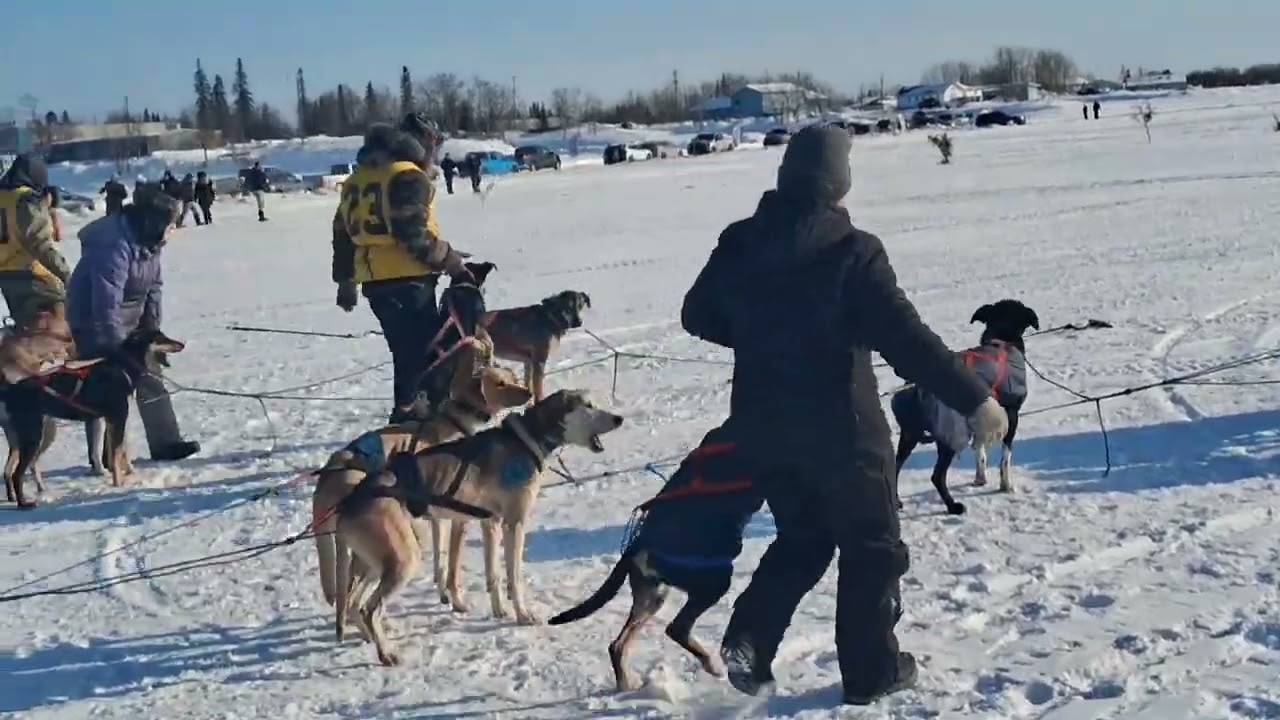 Sled dog race 