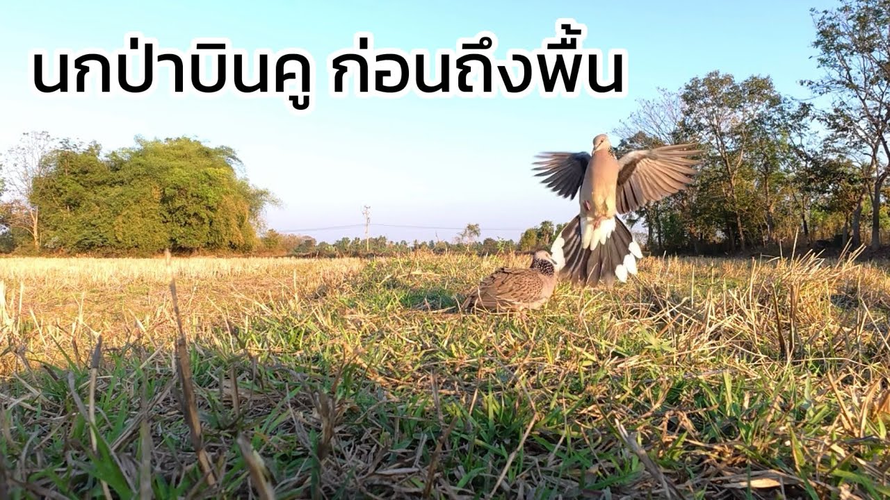 ออกฝึกลูกชายชินจัง เจอนกป่าบินคูก่อนถึงพื้น คูสู้นกฝึกโหดสุดๆ