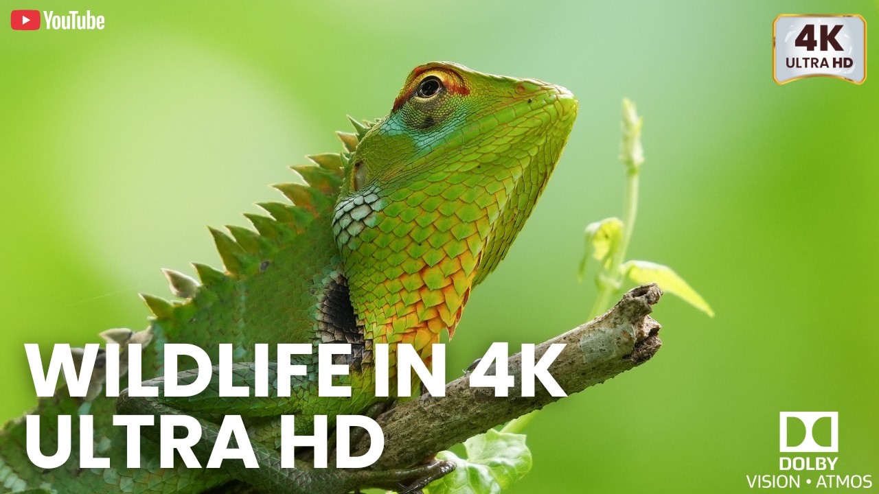 Wildlife in 4K ULTRA HD 🦁🌿 | Dolby Atmos | Cinematic Nature Film