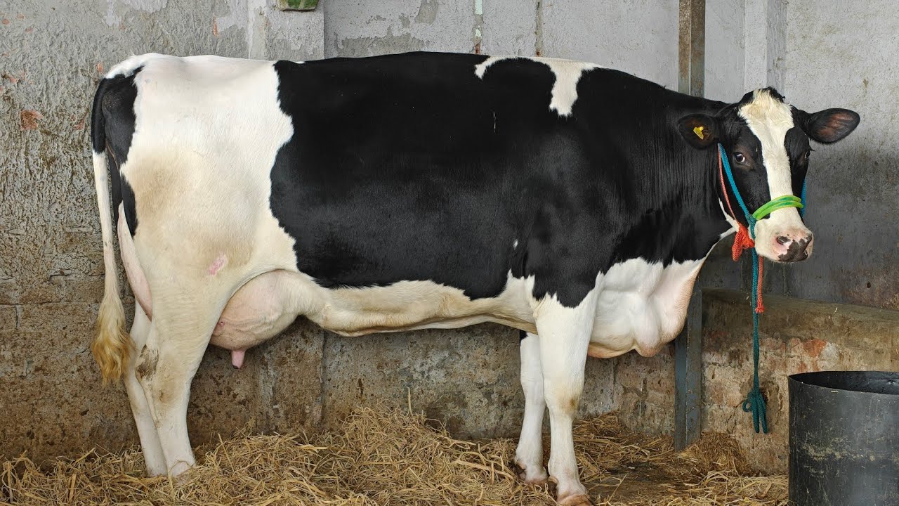 3 Cows for sale, 3 ਚੰਗੇ ਦੁੱਧ ਵਾਲੀਆਂ ਗਾਵਾਂ ਵਿਕਾਊ