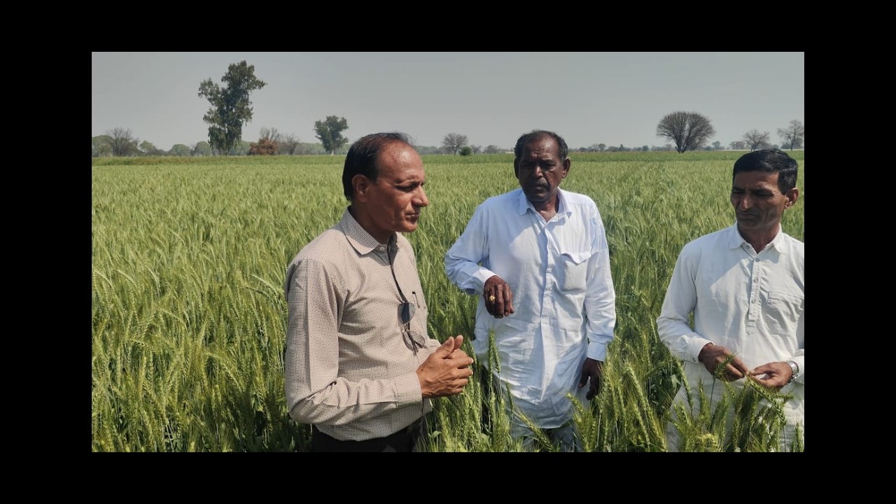 लम्बी बालों और बम्पर पैदावार वाली गेहूं गौरी-75 के किसान और डॉ से बातचीत #farming #agriculture #farm