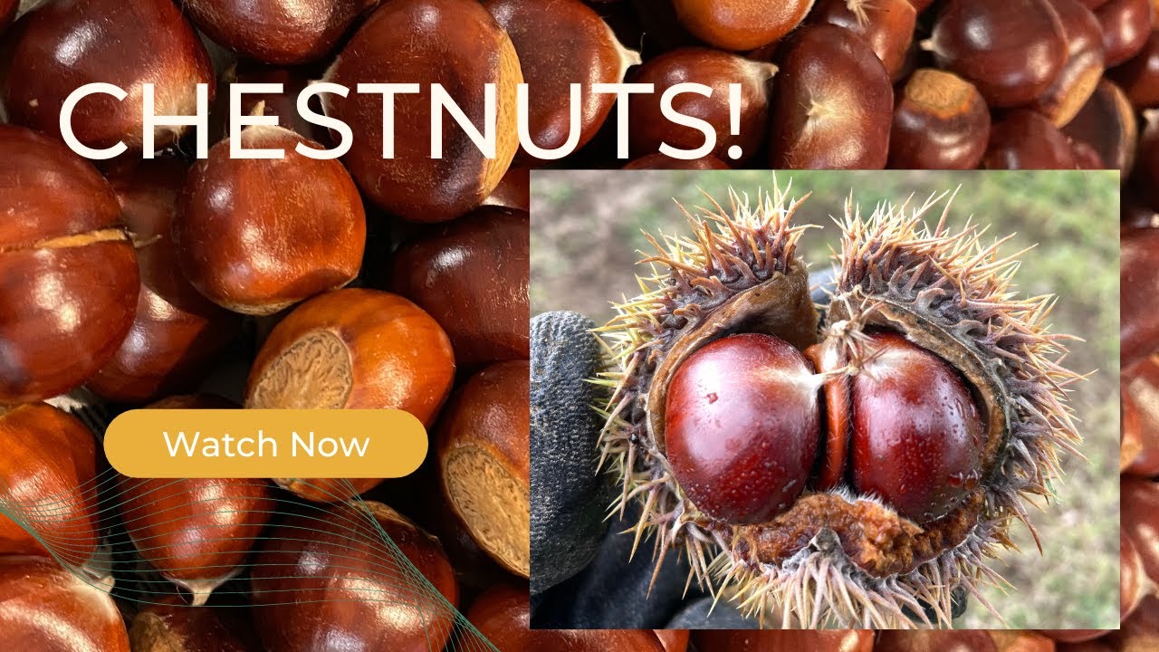 Chestnuts!  IF YOU'RE NOT FIRST, YOU'RE LAST!  Perry wins the 