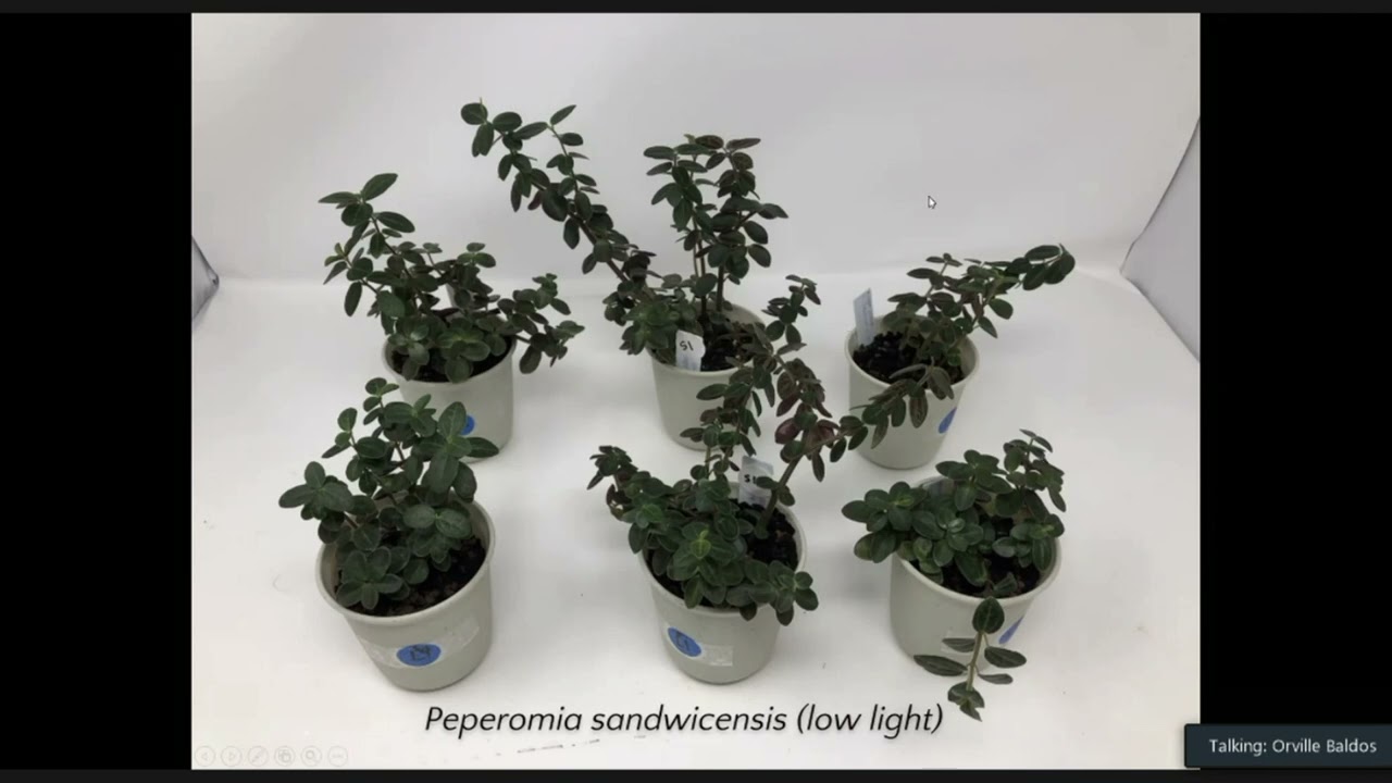 2021 Native Ornamental Plant Research Updates - Dr. Orville Baldos, UH-Manoa CTAHR