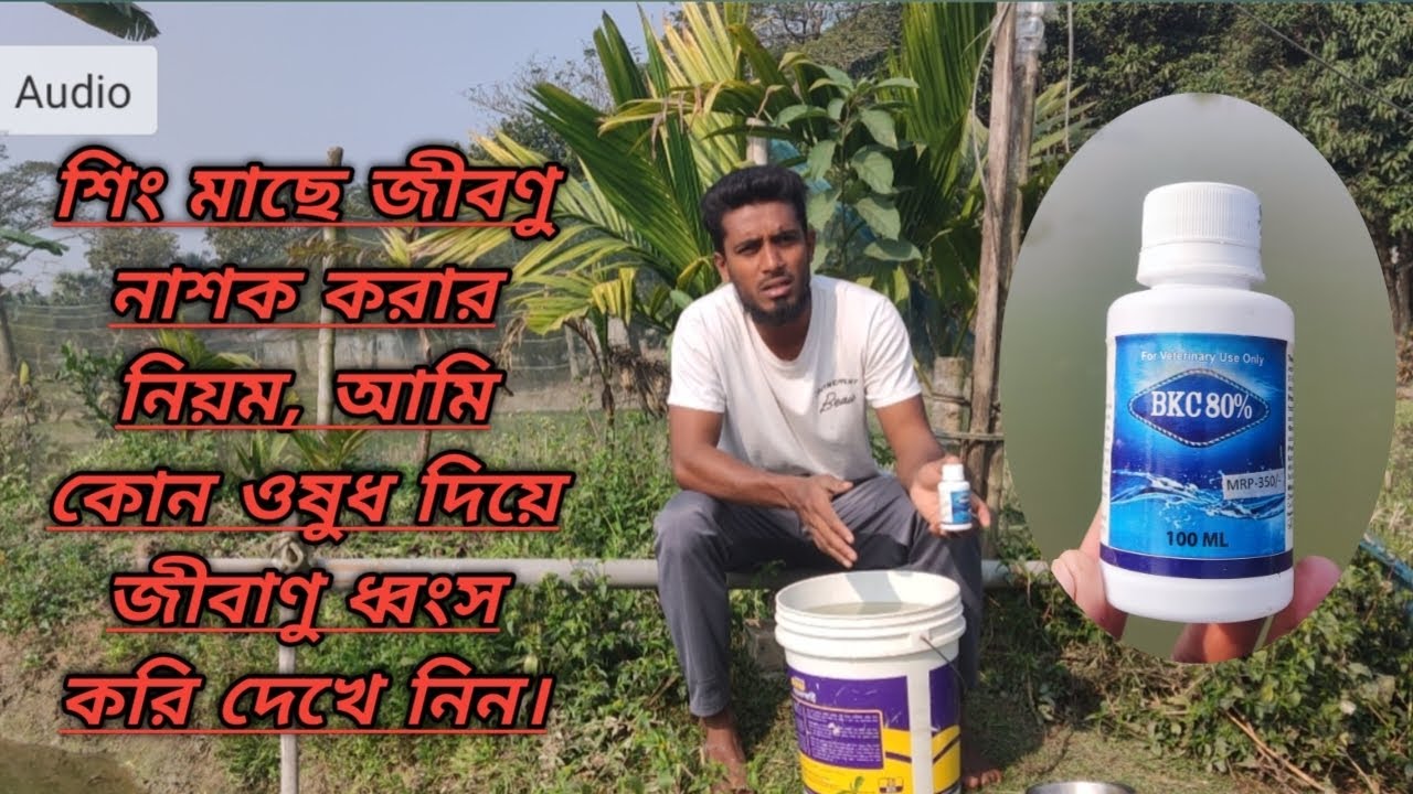 শিং মাছের জীবাণুনাশক করার নিয়ম।