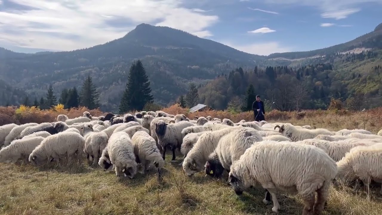 Film ve Dizilere konu olan Ordu Çambaşı Yaylasında Koyun Cenneti