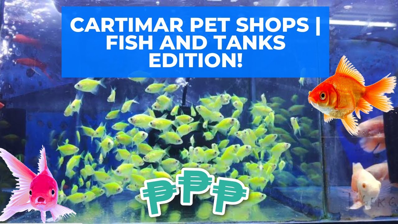 Обновление цен в зоомагазинах CARTIMAR | Fish and Tanks!