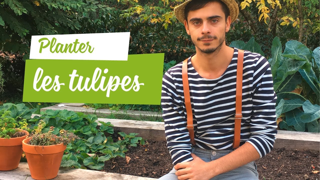 Planter les tulipes
