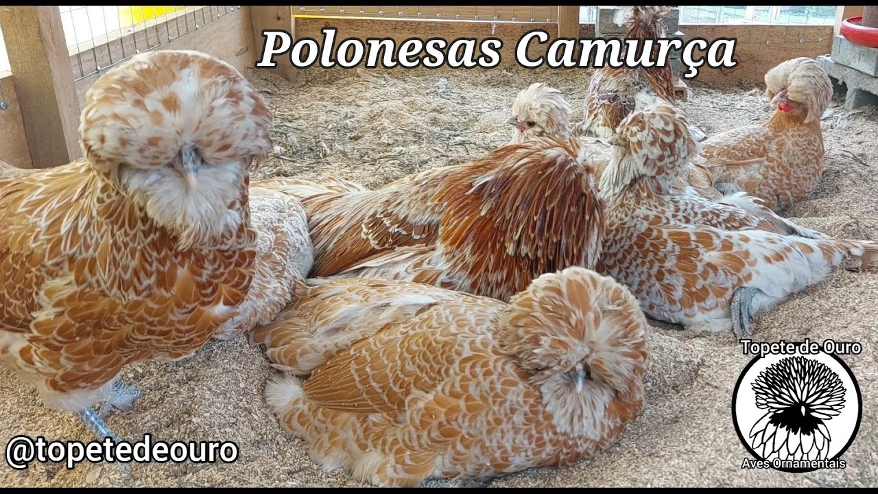 Que vida boaaa , polonesas camurça 💚🐔💚