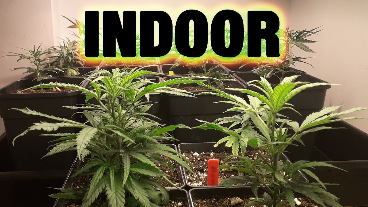 13&ordm; SEGUIMIENTO de 2&ordm; cultivo *INDOOR* 2020