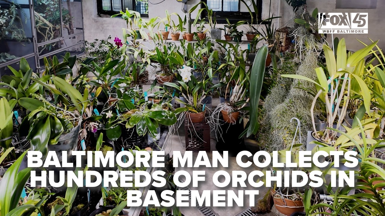 Baltimore man grows hundreds of exotic orchids in his basement