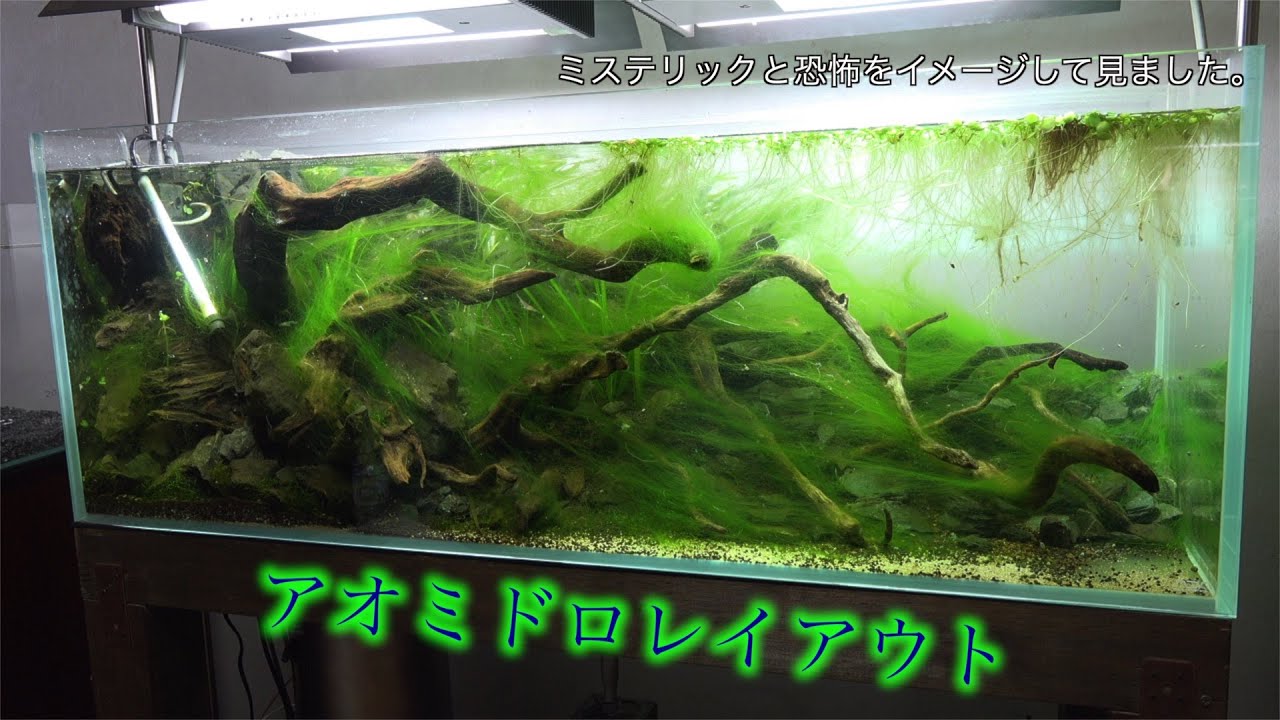 １２０センチ水槽立ち上げ。２０１６コンテスト作品。