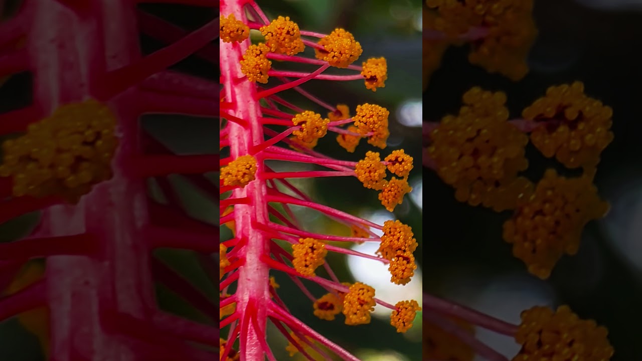 bright yellow, granular material on the anthers pollen contains male reproductive hibiscus flower 