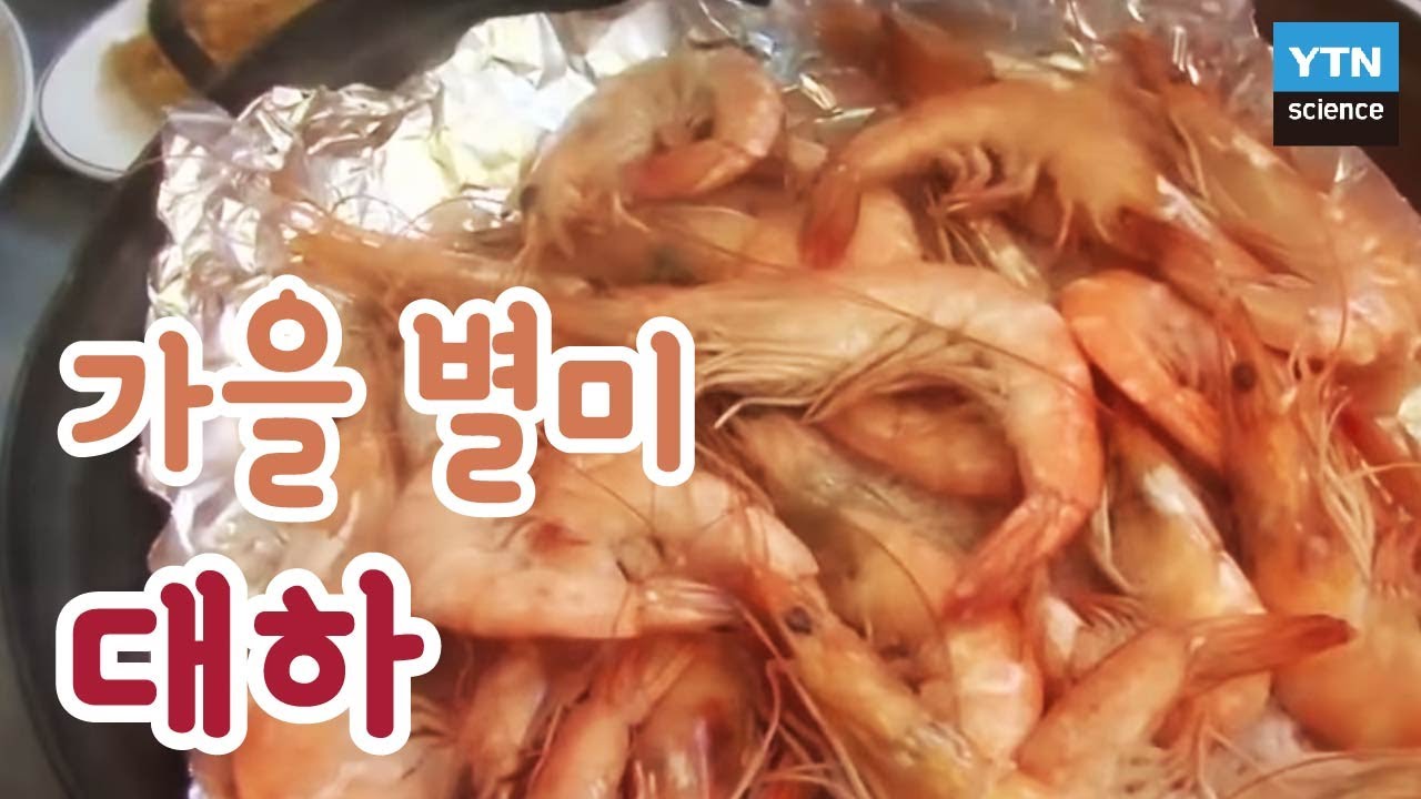 가을 별미 대하 200% 즐기는 법 / YTN 사이언스