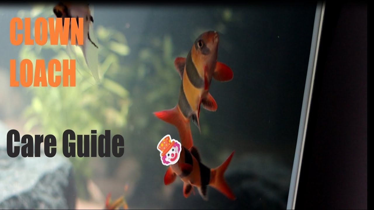 Clown Loach Care Guide