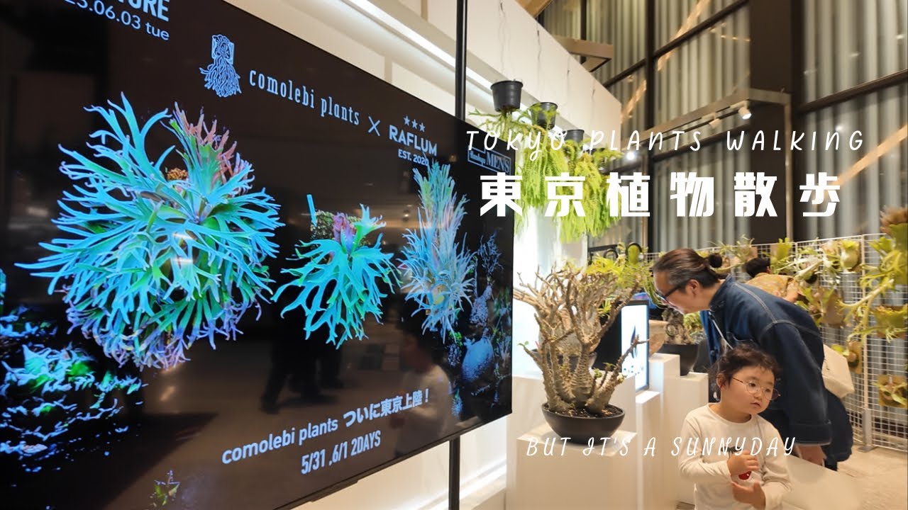 【東京植物散歩】RAFLUM POP-UP SHOP in Tokyoレポート&パキプスとディッキア育成のレポートDAY！