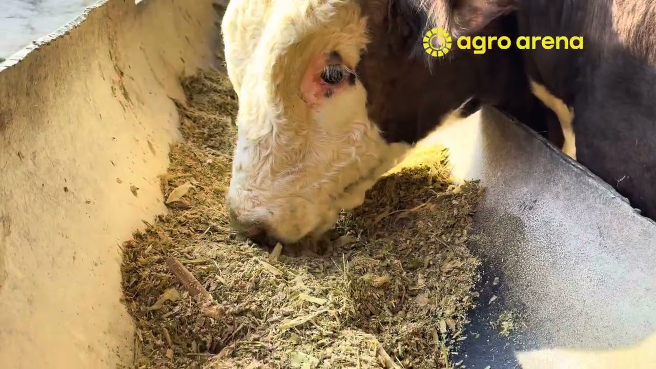 Zangi otada chorva mollari ozuqasidan gaplashamiz 1-qism