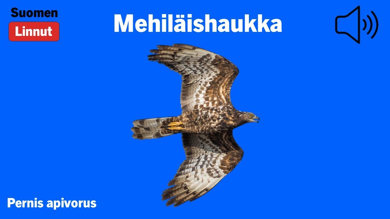 Mehiläishaukka - Pernis apivorus - European Honey Buzzard - bivråk - PERAPI