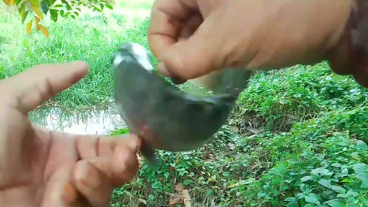 Lakas ng toman sayang ulam n nakawala pa!!!#ALVARANFISHHUNTER/tiksay fishing!!!