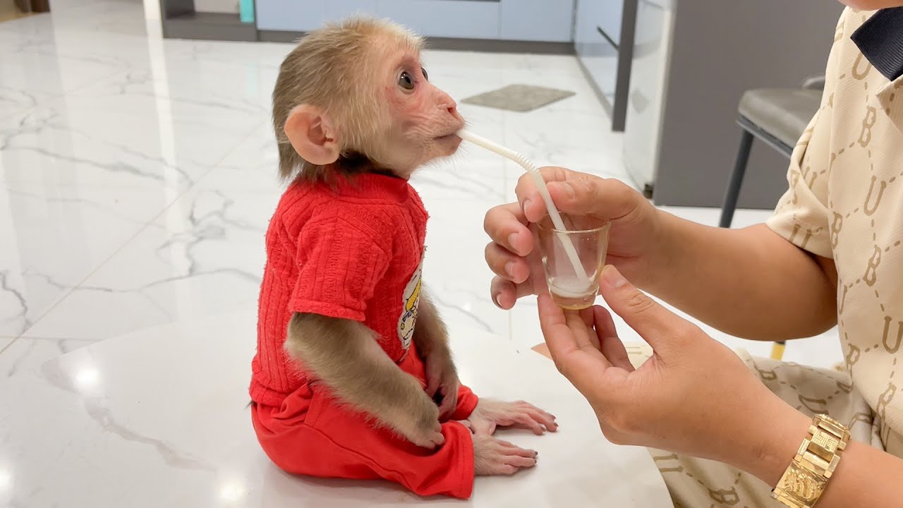 Cubis the Monkey Takes His Medicine After Eating!