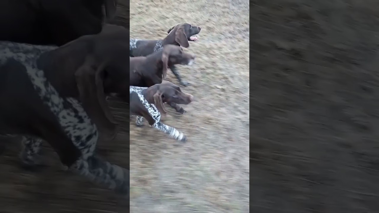 Trzy wyżły przy nodze bez obroży i bez smyczy