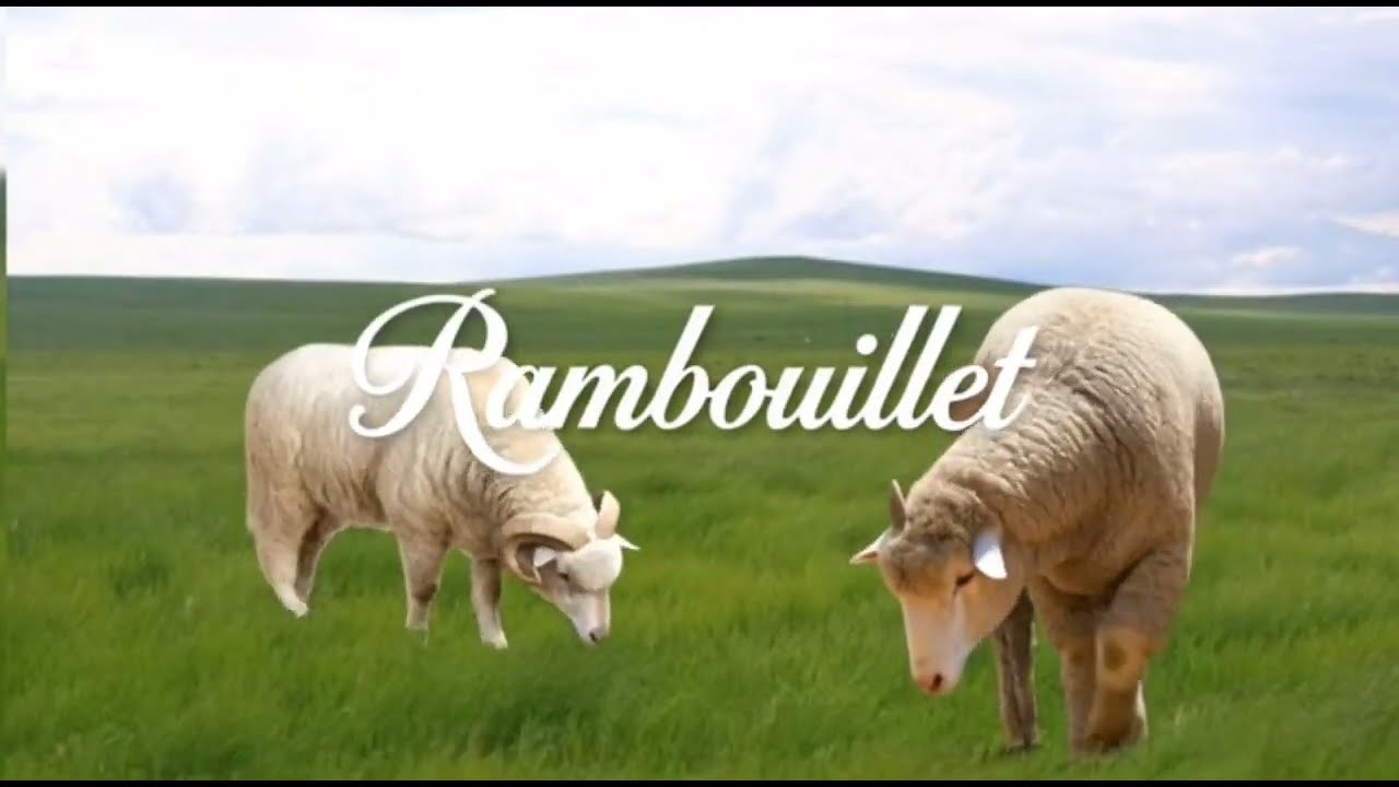 10 Best Sheep Breeds Around The World 