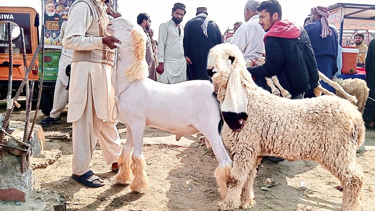 Shahpur kanjra Mandi kajale chhatre aur mundre chhatre makkhi ji ne bakre kurbani 2026 ka Mal Sajjad
