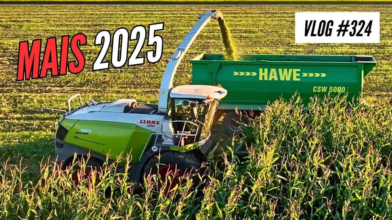 Vlog 324 | Mais häckseln 🌽 Claas Jaguar 980 & überraschender Ertrag beim Direktsaat-Mais