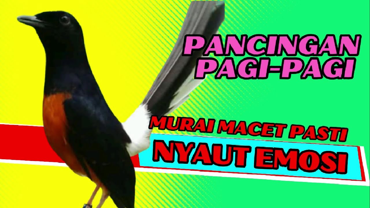 PANCINGAN PAGI-PAGI AGAR MURAI GACOR❗❗ MURAI MACET PASTI NYAUT EMOSI❗❗