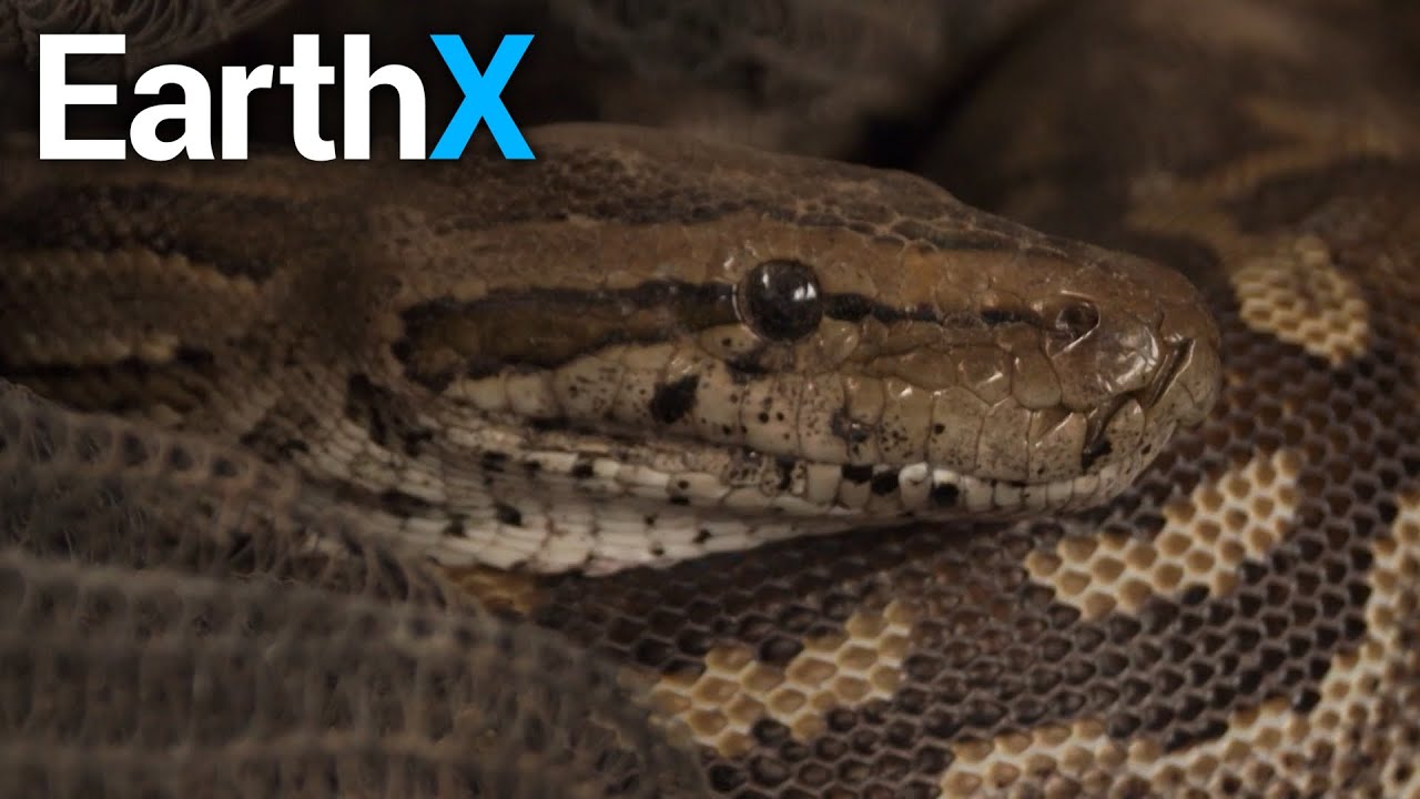 Meet Snake Catcher Nick Evans | Snake Season | EarthX
