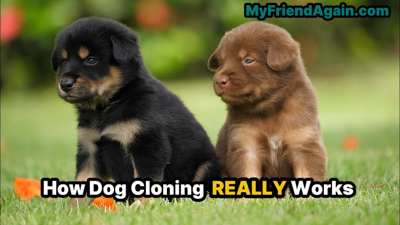 How Dog Cloning REALLY Works #dogcloning #MyFriendAgain