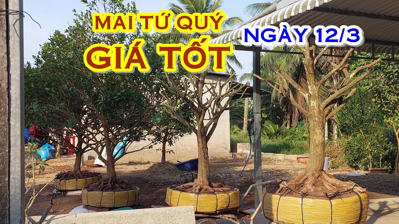 ANH TOẢN 📲 O989777339 GIÁ TỐT - MAI TỨ QUÝ DÁNG ĐẸP GIAO LƯU NGÀY 12/3 