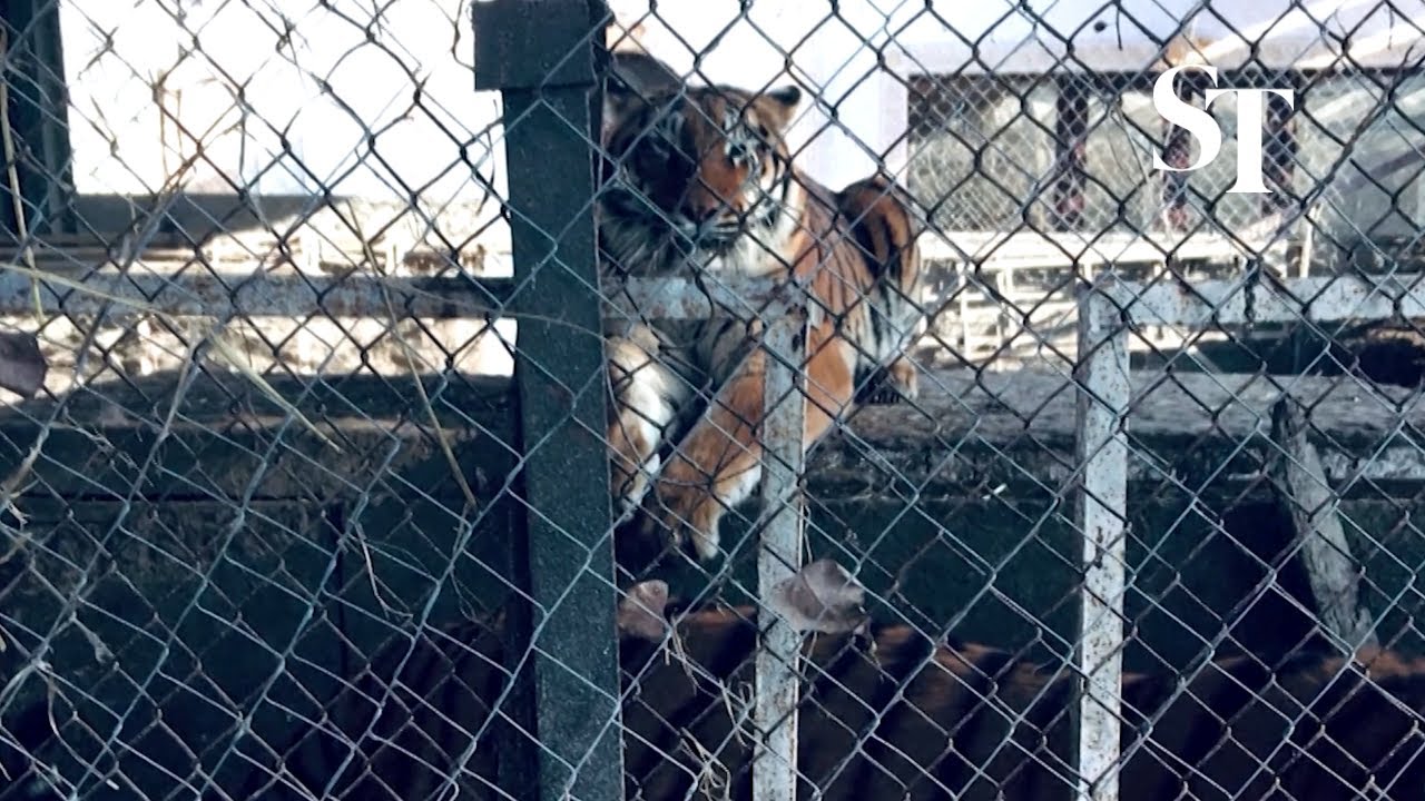 Rescued tiger finds new home in Netherlands