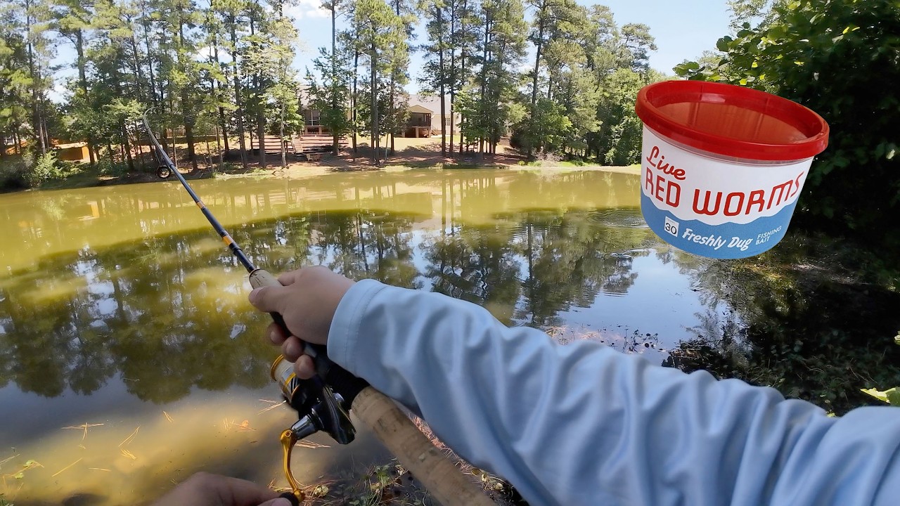 Catch Panfish with LIVE bait