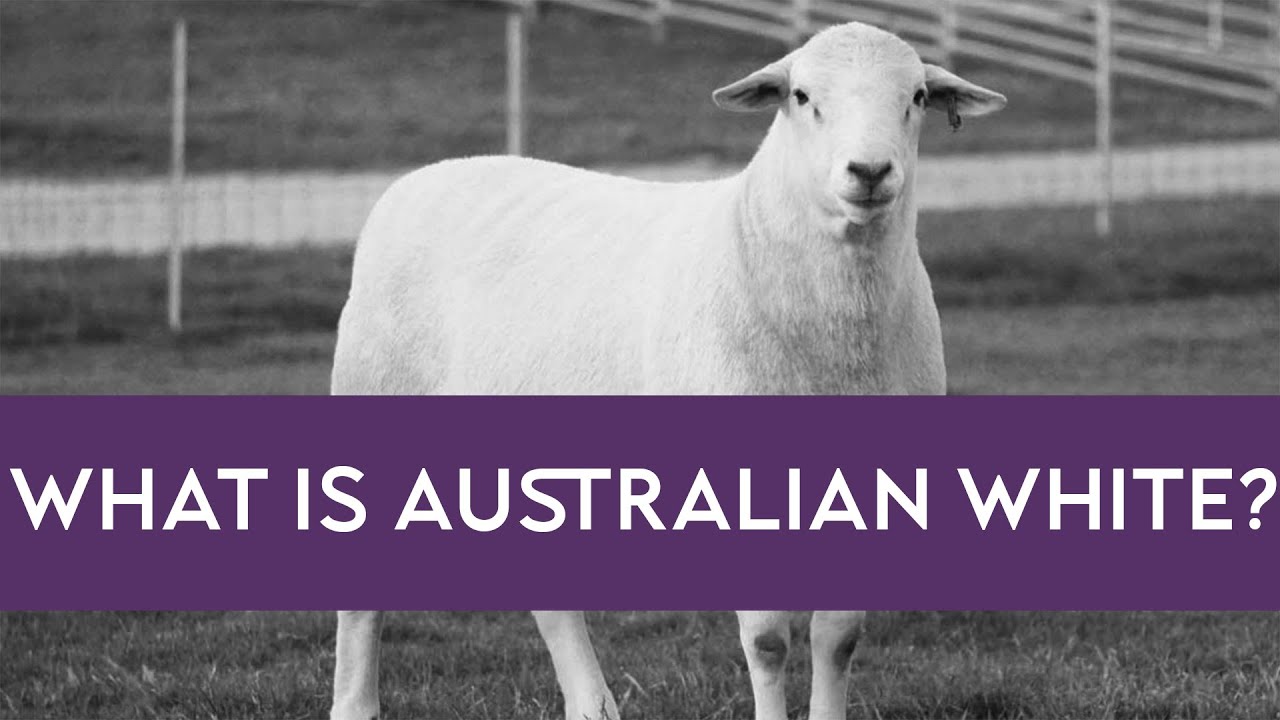 What is an Australian White? | DESERT WHITE | Verticroft Holdings