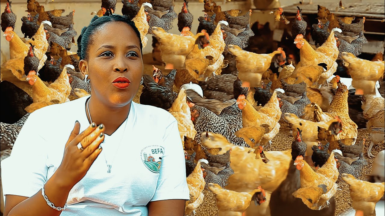 Umurwizatunga w'umukenyezi kubera ubworozi bw'INKOKO//Ama MILIYONI ndonka//Uruganda nakoze//BEFA ije