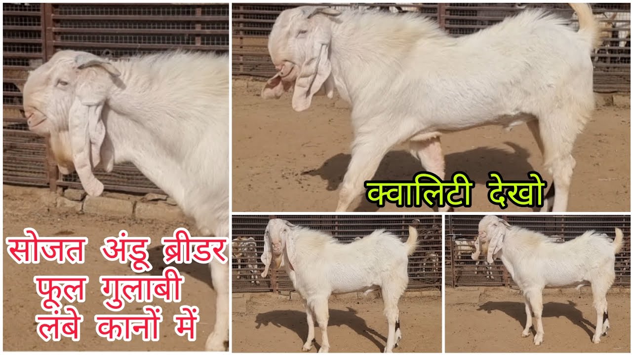 8290938071 सोजत अंडू ब्रीडर फूल गुलाबी लंबे कानों में।#sojatbakra #sojatgulabibrider #andulbakre