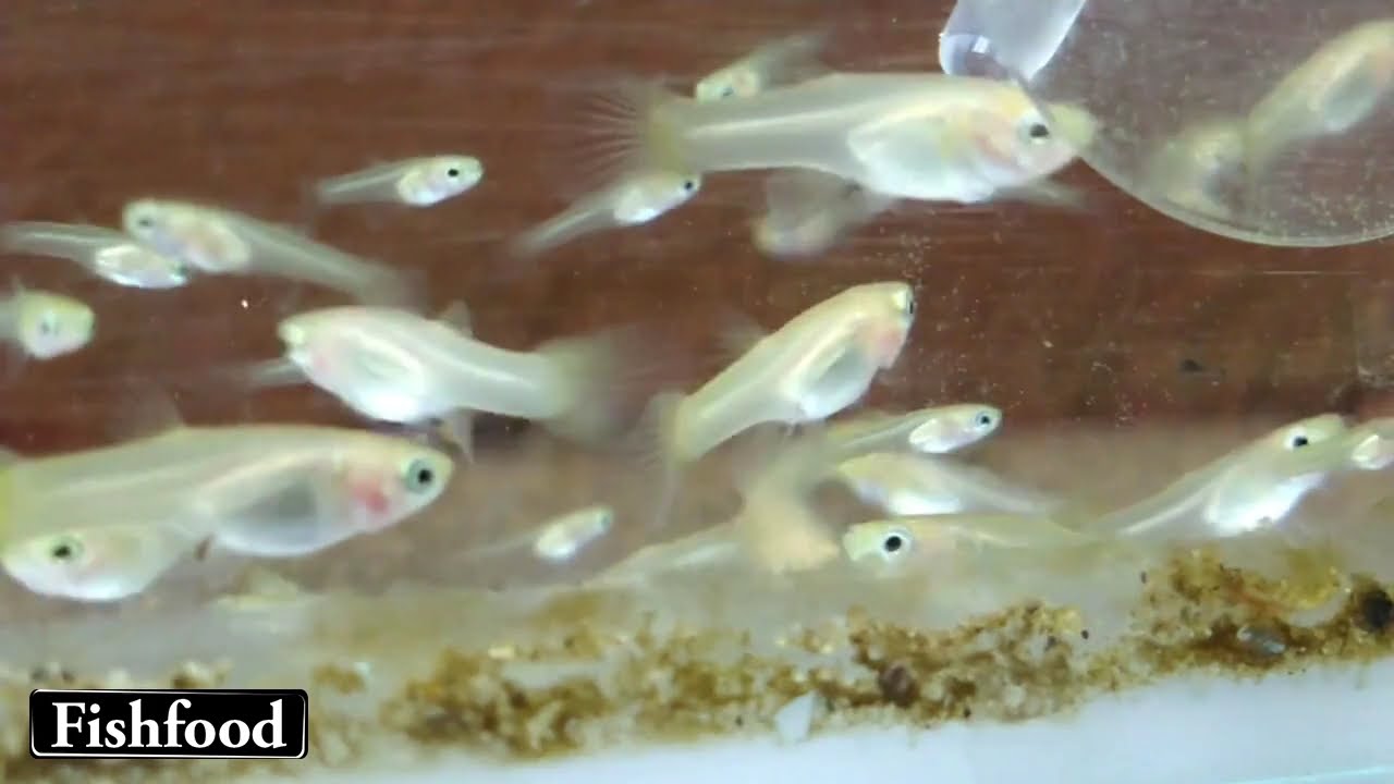 Param&eacute;cio / Paramecium Alimentando Alevinos Guppys