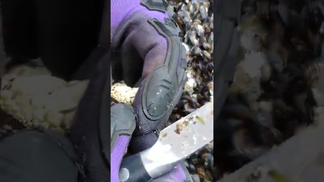 Harvesting Oregon Mussels and Gooseneck Barnacles