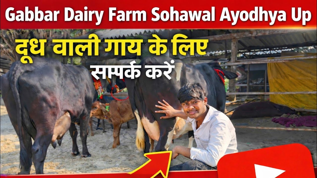 24/02/26 Gabbar Dairy Farm Sohawal Ayodhya 