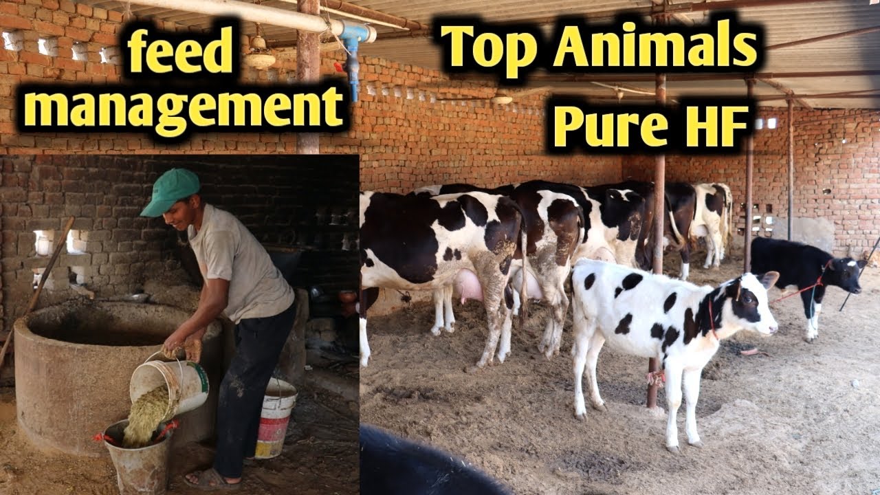 Top Hf cow's feed management | Hf cow dairy farm in India | Dairy farming |