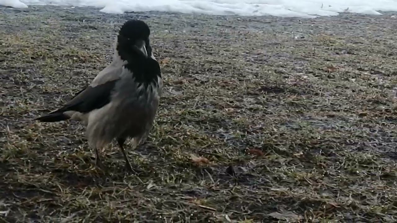 Ворона Толстячок и его многочисленные конкуренты / Male crow Fatty & his multiple rivals 