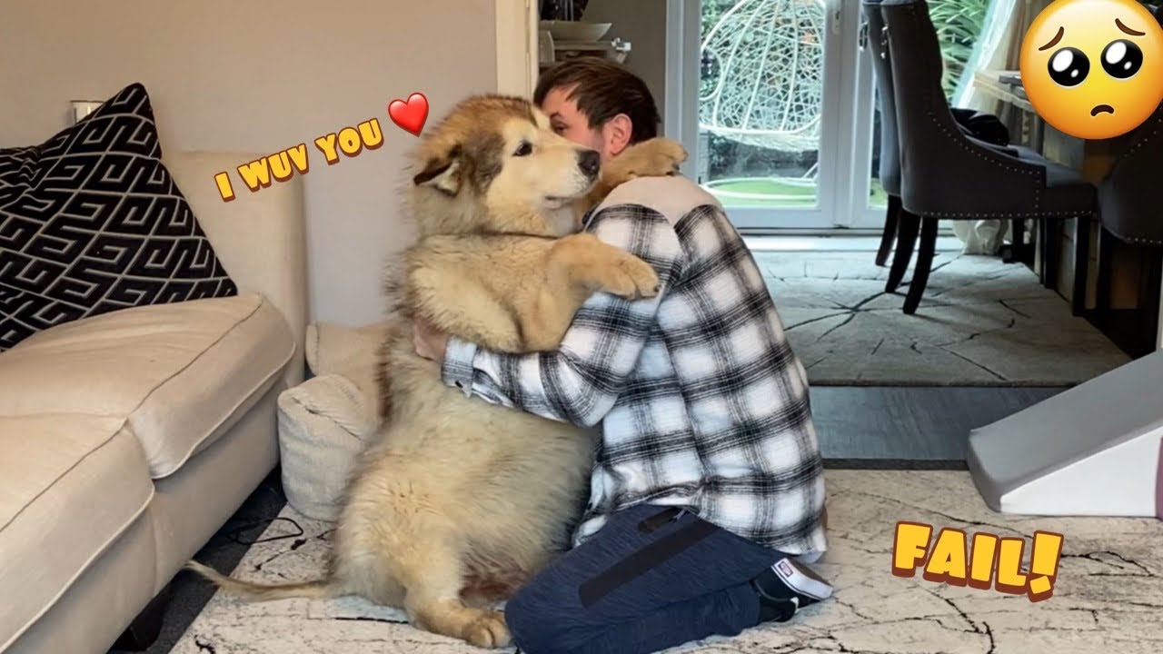 Trying To Ignore My Malamutes! (Cutest Reactions!!) Milo Too!!