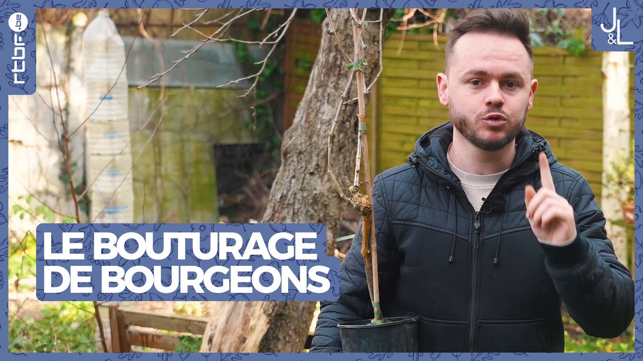 Bouturage de bourgeons : un exemple avec la vigne | Jardins et Loisirs