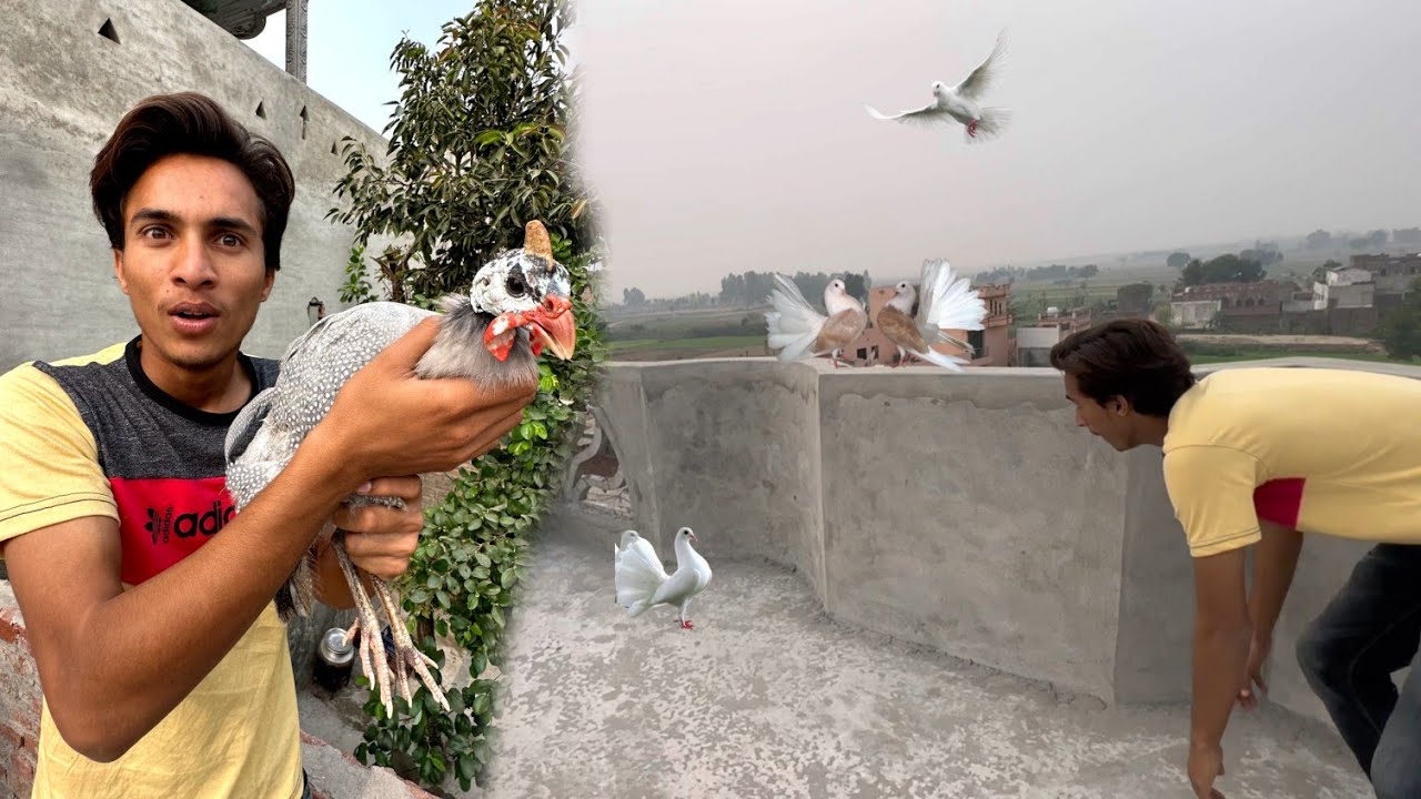 Chakor Le Aaye Or Rabbit Ki Gar B Bana Daya