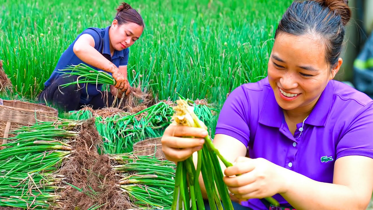 青ねぎたっぷり収穫して出荷！働き者の一日ルーティン🌱