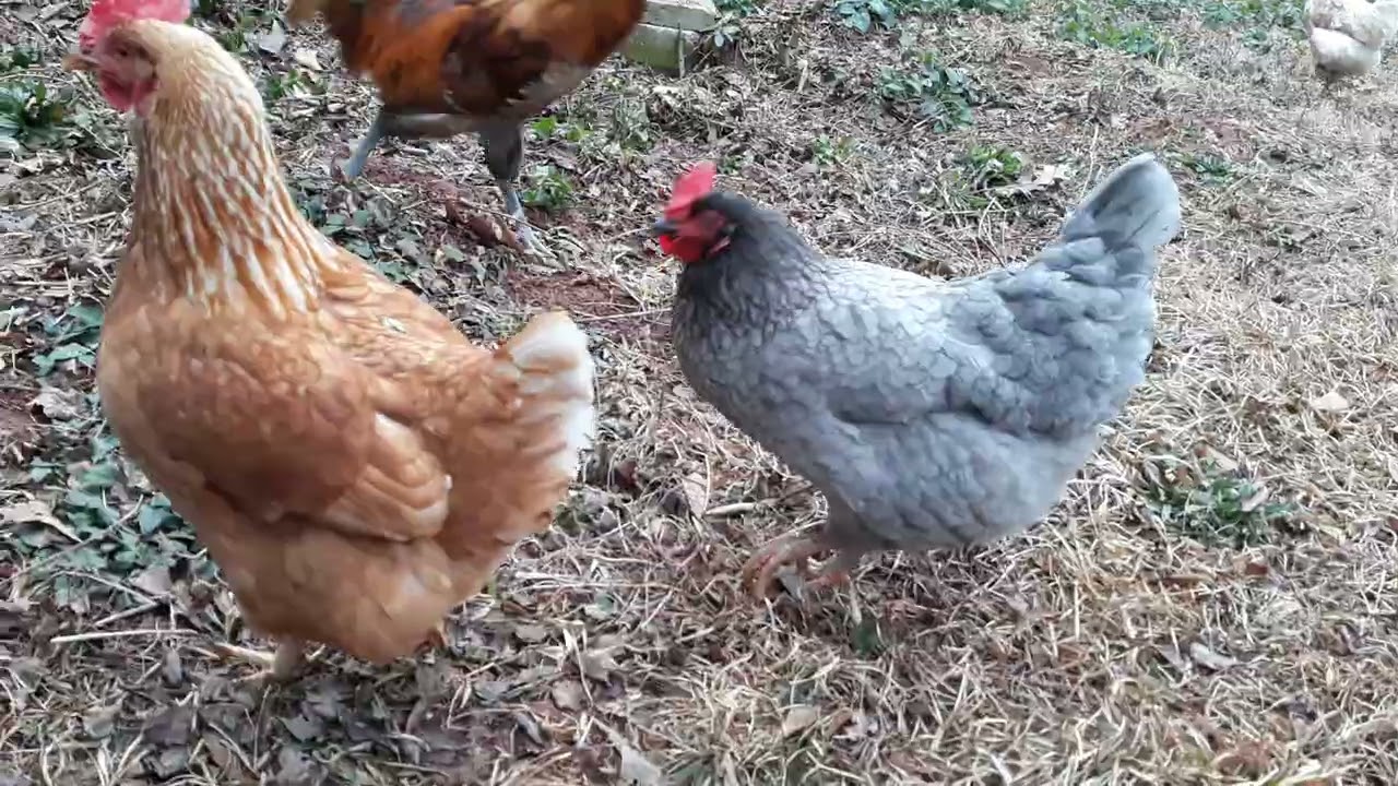 Chickens!